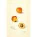 Prunus mume Variété 9834 - Amanda Almira Newton — weergave van het kunstwerk