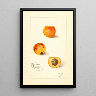 Amanda Almira Newton - Prunus mume Variety 9834.webp