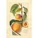 Prunus persica - Amanda Almira Newton — weergave van het kunstwerk