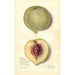 Prunus persica FeiTao - Amanda Almira Newton — weergave van het kunstwerk