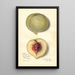 Prunus persica FeiTao - Amanda Almira Newton — ingelijst kunstwerk aan de muur