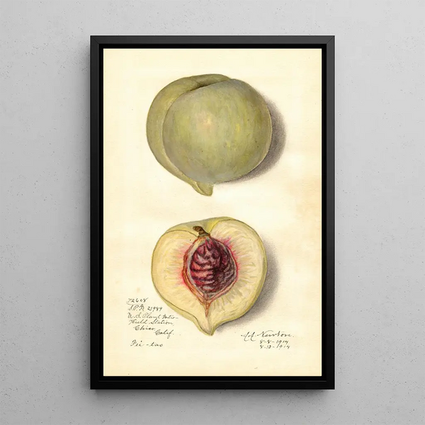 Amanda Almira Newton - Prunus persica FeiTao.webp