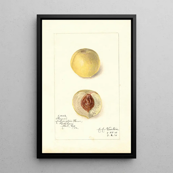 Amanda Almira Newton - Prunus persica Genii.webp