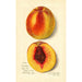 Prunus persica J - Amanda Almira Newton — weergave van het kunstwerk