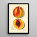 Prunus persica J - Amanda Almira Newton — ingelijst kunstwerk aan de muur