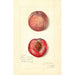 Prunus persica Japan Blood - Amanda Almira Newton — weergave van het kunstwerk