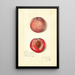Prunus persica Japan Blood - Amanda Almira Newton — ingelijst kunstwerk aan de muur