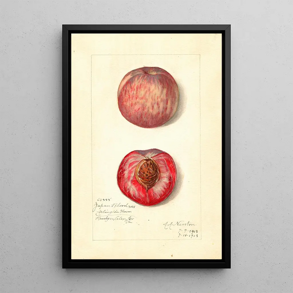 Amanda Almira Newton - Prunus persica Japan Blood.webp