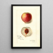 Reproductie van het schilderij Prunus persica Opulent - Amanda Almira Newton