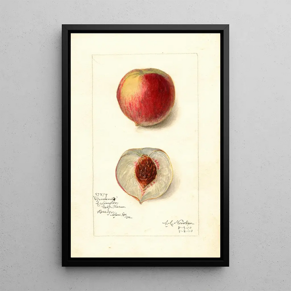 Amanda Almira Newton - Prunus persica Opulent.webp
