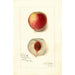 Reproductie van het schilderij Prunus persica Opulent - Amanda Almira Newton