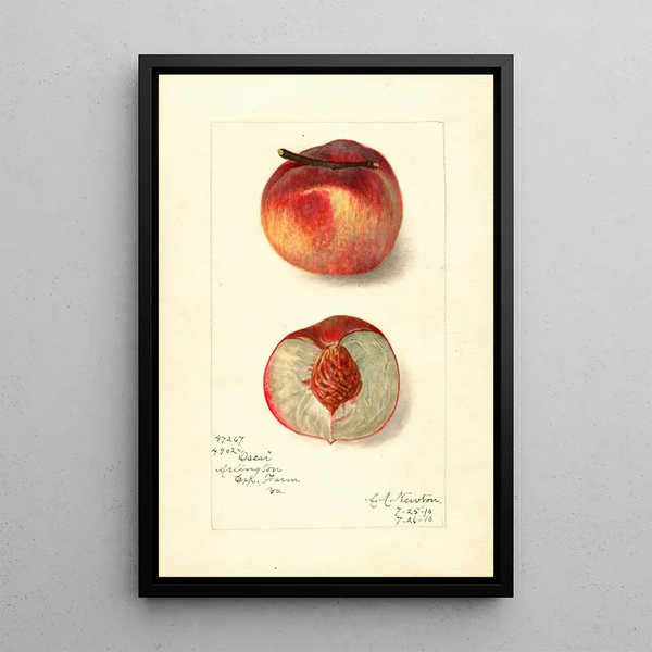Amanda Almira Newton - Prunus persica Oscar.webp
