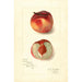 Reproductie van het schilderij Prunus persica Oscar - Amanda Almira Newton
