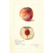 Prunus persica Russell Nebraska - Amanda Almira Newton — weergave van het kunstwerk