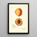 Prunus persica Slappy - Amanda Almira Newton — ingelijst kunstwerk aan de muur