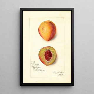 Amanda Almira Newton - Prunus persica Slappy.webp