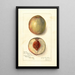 Prunus persica Southern Early - Amanda Almira Newton — ingelijst kunstwerk aan de muur