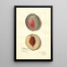 Reproductie van het schilderij Prunus persica Steadley - Amanda Almira Newton