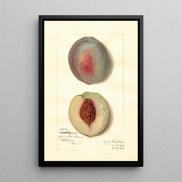 Amanda Almira Newton - Prunus persica Steadley.webp
