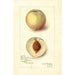 Reproductie van het schilderij Prunus persica Sunrise Cling - Amanda Almira Newton