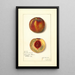Prunus persica Worthen - Amanda Almira Newton — ingelijst kunstwerk aan de muur