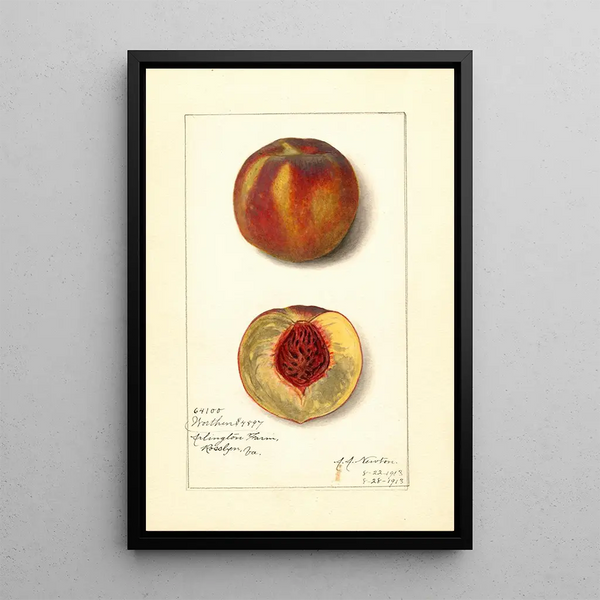 Amanda Almira Newton - Prunus persica Worthen.webp