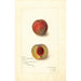 Prunus persica Yellow Rare Ripe - Amanda Almira Newton — weergave van het kunstwerk