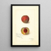Prunus persica Yellow Rare Ripe - Amanda Almira Newton — ingelijst kunstwerk aan de muur