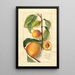 Prunus persica - Amanda Almira Newton — ingelijst kunstwerk aan de muur