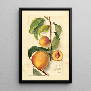 Amanda Almira Newton - Prunus persica.webp
