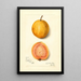 Reproductie van het schilderij Psidium guajava Goyave - Amanda Almira Newton