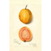 Reproductie van het schilderij Psidium guajava Goyave - Amanda Almira Newton