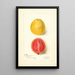 Psidium guajava Chair Rouge - Amanda Almira Newton — ingelijst kunstwerk aan de muur