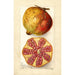 Punica granatum - Amanda Almira Newton — weergave van het kunstwerk
