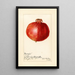 Reproductie van het schilderij Punica granatum Wonderful - Amanda Almira Newton