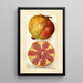 Punica granatum - Amanda Almira Newton — ingelijst kunstwerk aan de muur