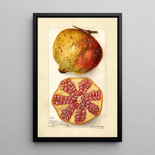 Amanda Almira Newton - Punica granatum.webp