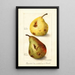 Reproductie van het schilderij Pyrus communis - Amanda Almira Newton