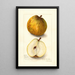 Reproductie van het schilderij Pyrus communis Easter - Amanda Almira Newton