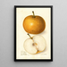 Pyrus communis Japan Golden Russet - Amanda Almira Newton — ingelijst kunstwerk aan de muur