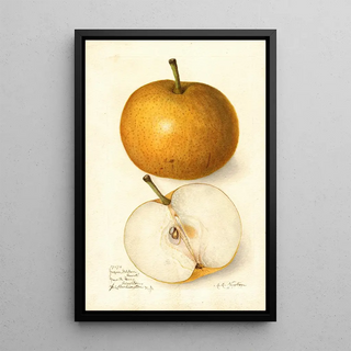 Amanda Almira Newton - Pyrus communis Japan Golden Russet.webp