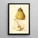 Reproductie van het schilderij Pyrus communis Souvenir du Congrès - Amanda Almira Newton