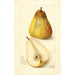 Reproductie van het schilderij Pyrus communis Souvenir du Congrès - Amanda Almira Newton