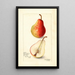 Reproductie van het schilderij Pyrus communis Wilder Early - Amanda Almira Newton