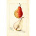 Reproductie van het schilderij Pyrus communis Wilder Early - Amanda Almira Newton