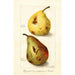 Reproductie van het schilderij Pyrus communis - Amanda Almira Newton