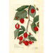 Rubus - Amanda Almira Newton — weergave van het kunstwerk