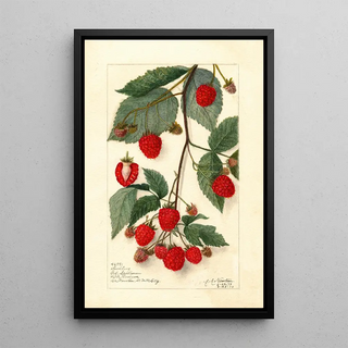 Amanda Almira Newton - Rubus.webp