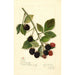 Rubus Joy - Amanda Almira Newton — weergave van het kunstwerk