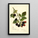 Rubus Joy - Amanda Almira Newton — ingelijst kunstwerk aan de muur